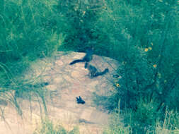 Image of Grey Foxes