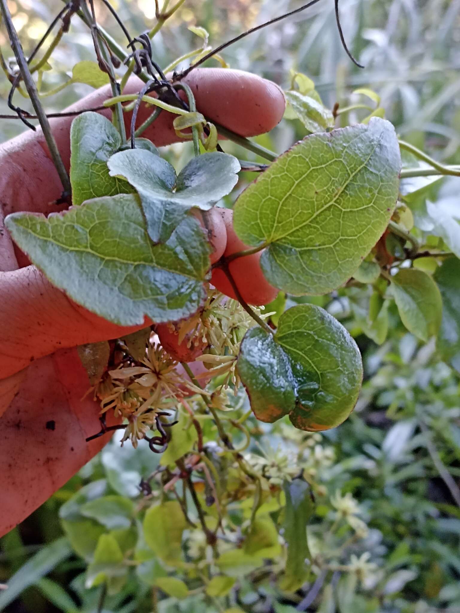 Image of Clematis parviflora A. Cunn.