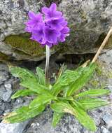 Plancia ëd Primula macrophylla D. Don