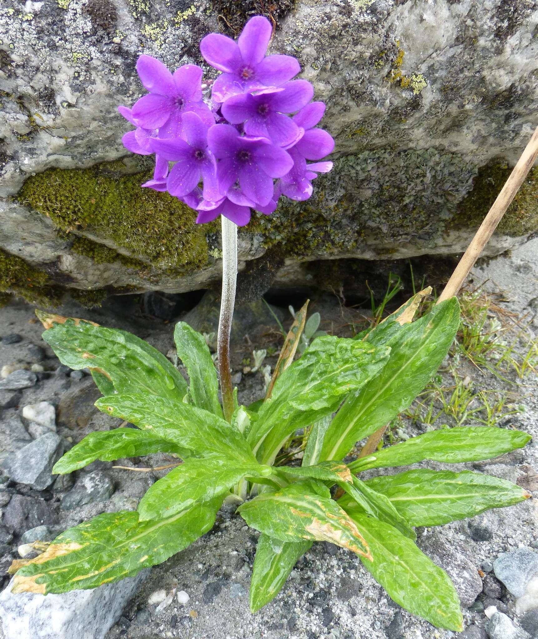 Plancia ëd Primula macrophylla D. Don