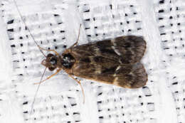 Smicridea (Smicridea) fasciatella McLachlan 1871 resmi