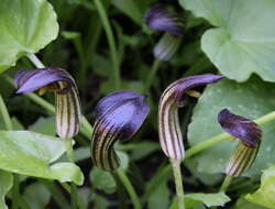 صورة Arisarum vulgare subsp. clusii (Schott) K. Richt.