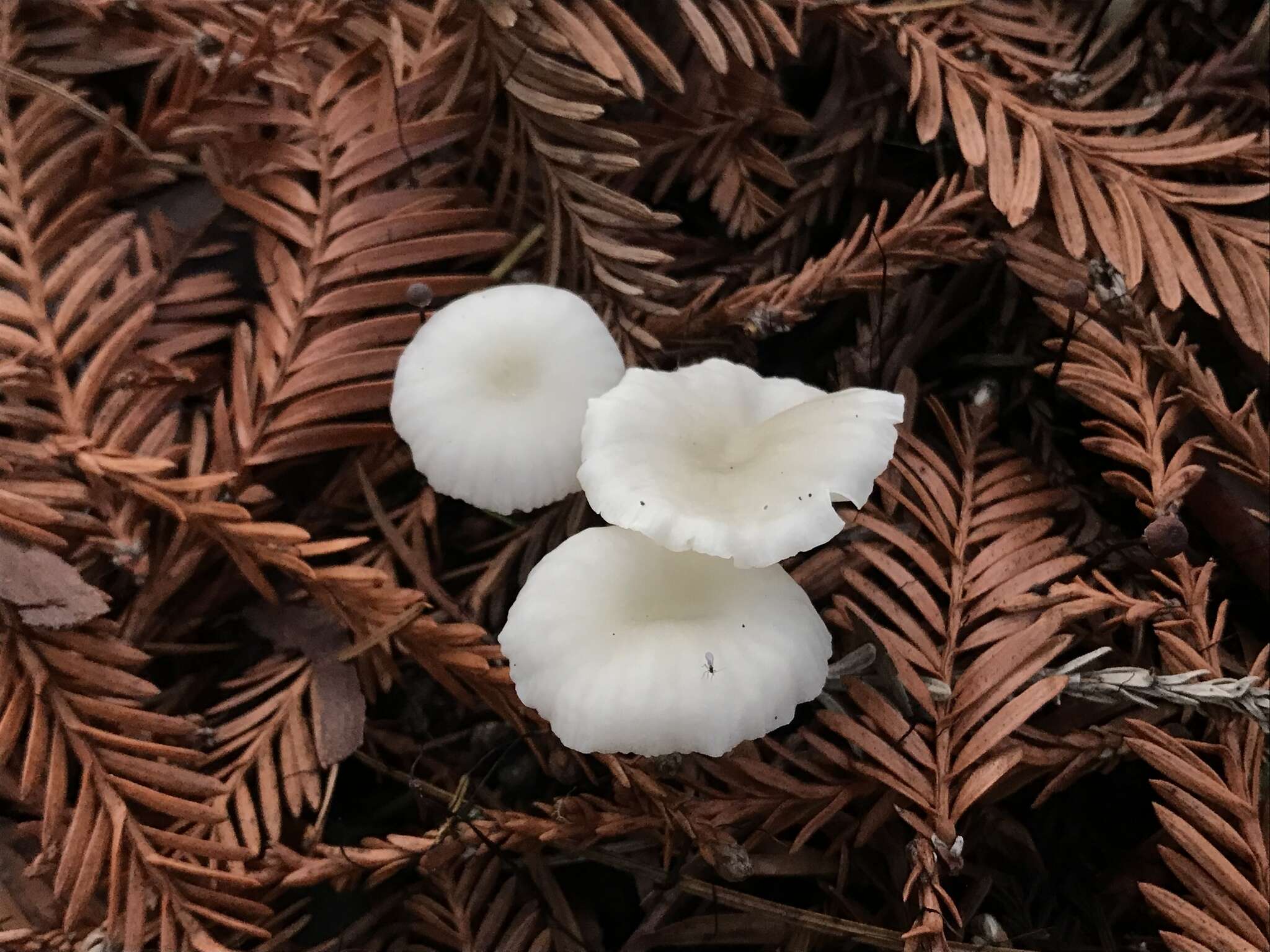 Image de Marasmius calhouniae Singer 1989