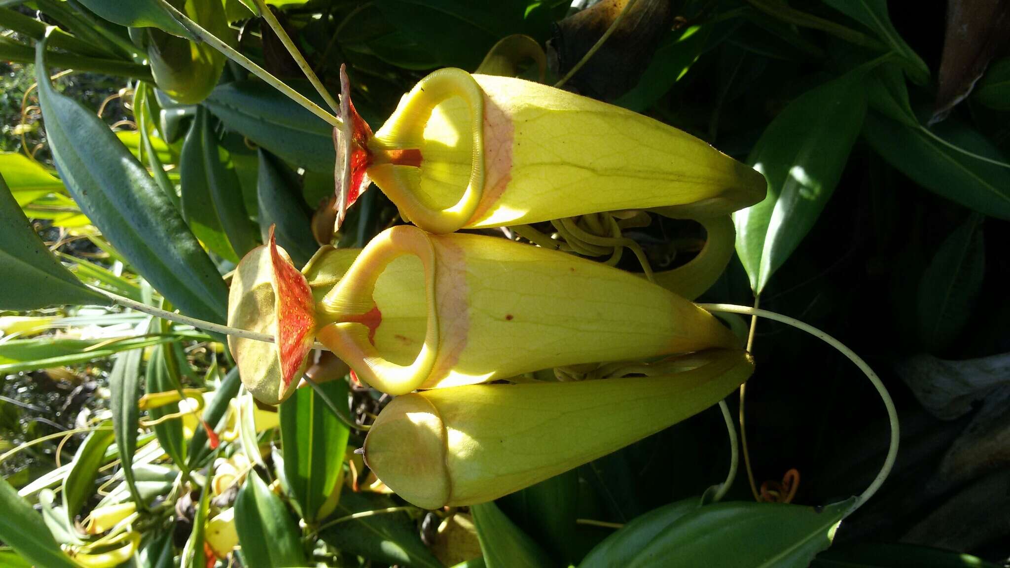 Image of Madagascar pitcher plant