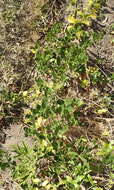 Image of Rhoicissus tridentata subsp. tridentata