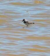 Plancia ëd Calidris minuta (Leisler 1812)