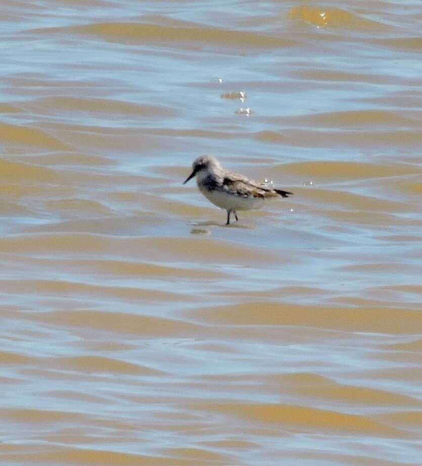 Plancia ëd Calidris minuta (Leisler 1812)