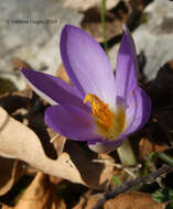 Image of early crocus