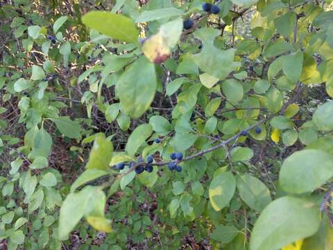 Image of Upland Swamp-Privet