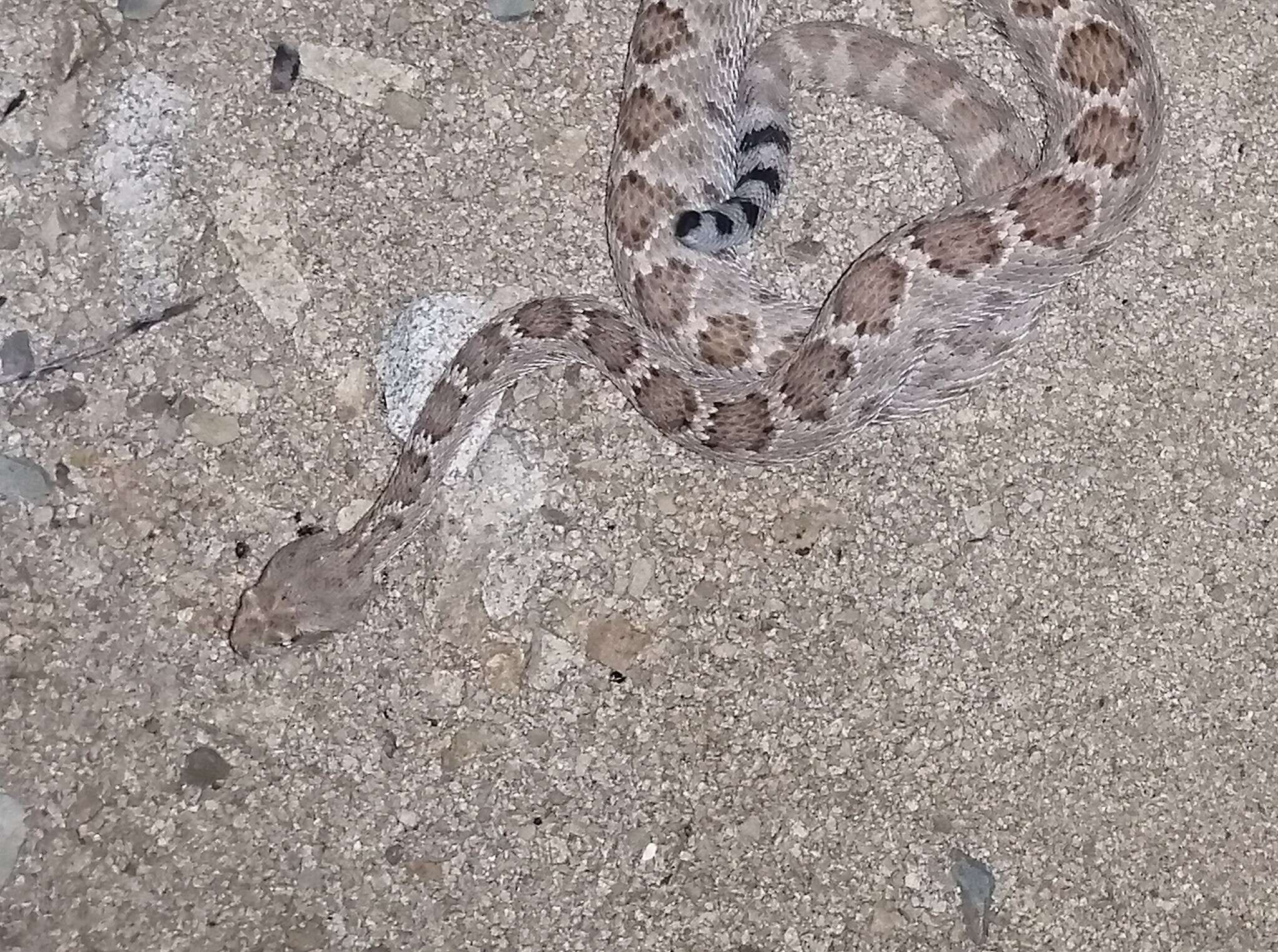 Image of Santa Catalina Island Rattlesnake