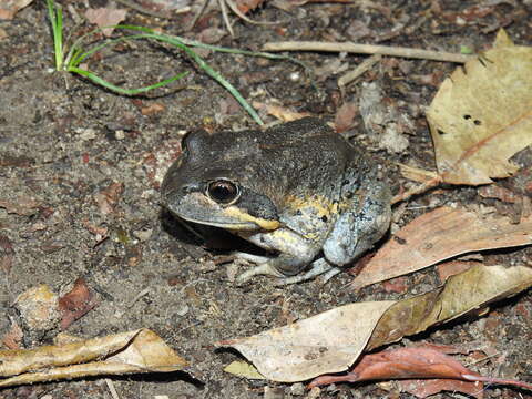 Image of Northern Banjo Frog