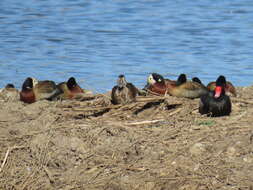 Image of Rosy-billed Pochard