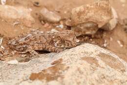 Image of Helmeted gecko