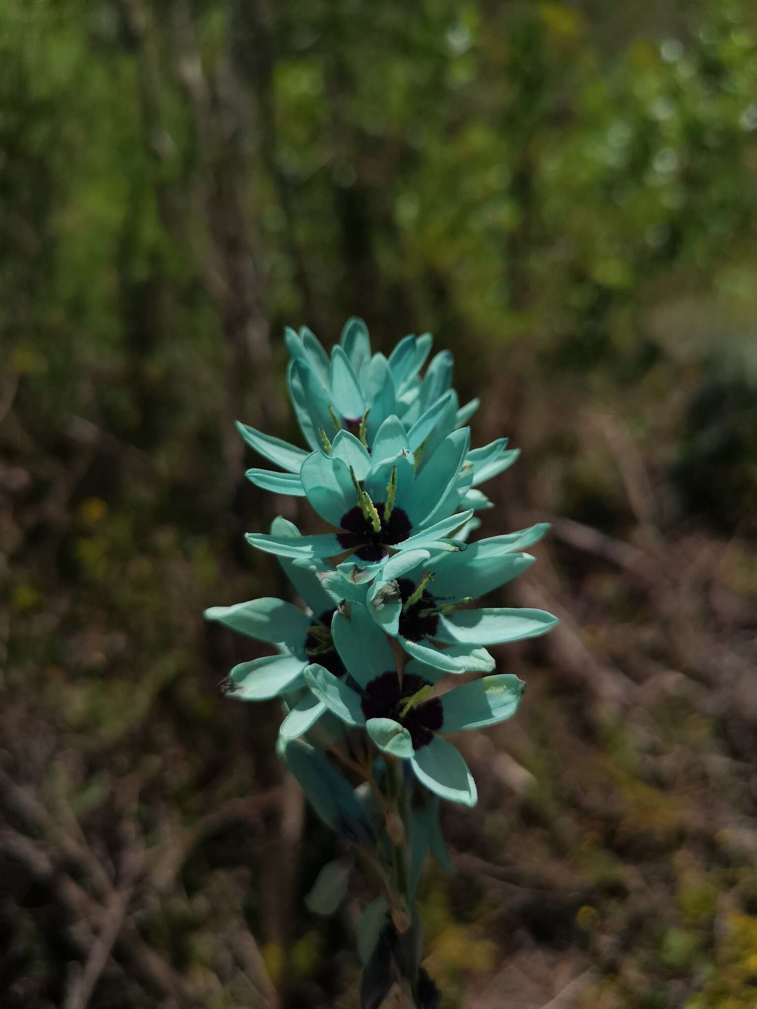 Image of Turquoise Ixia