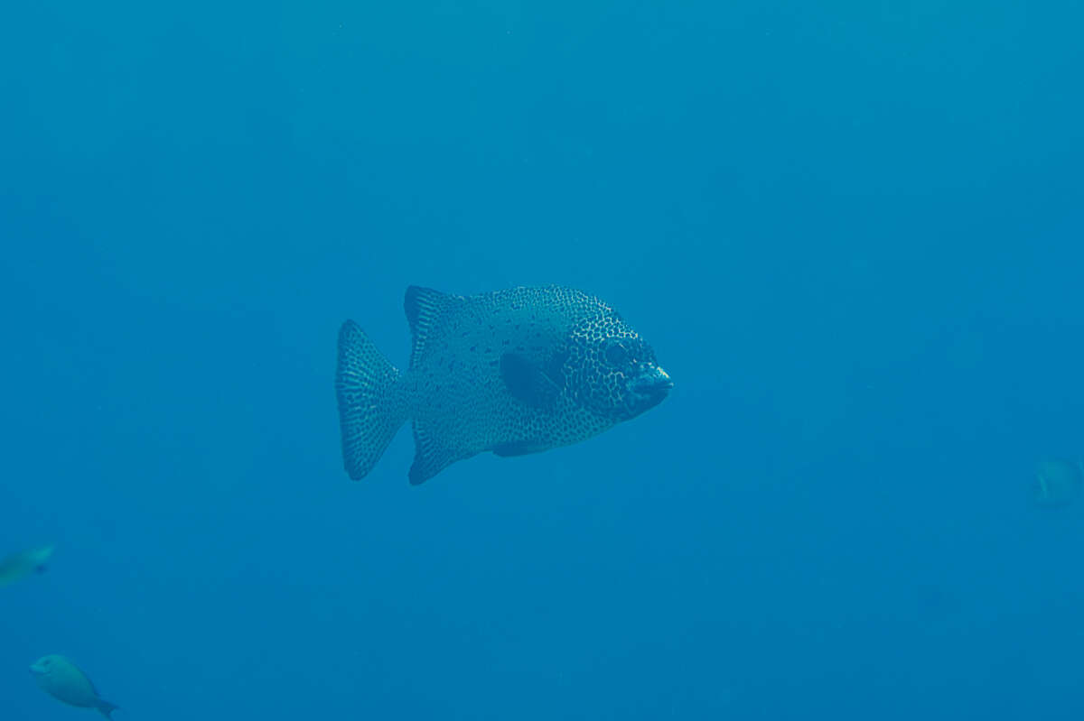 Image of Rock porgy