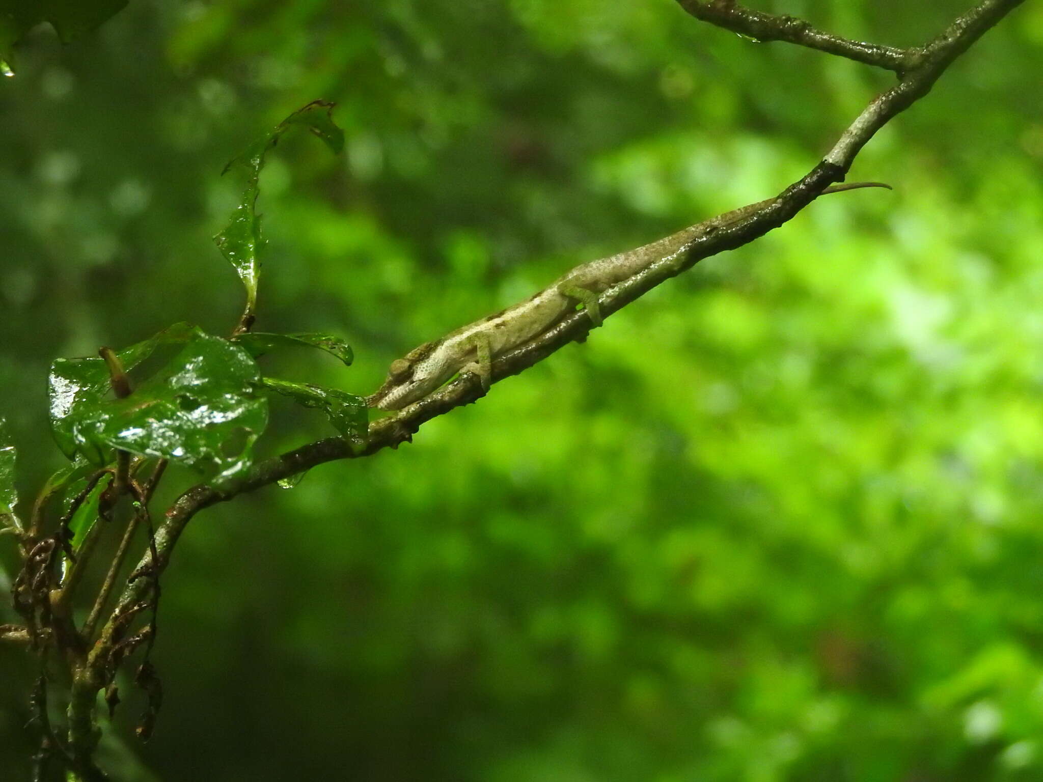 Image of Maroantsetra Chameleon