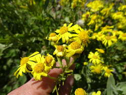 Image of oxford ragwort