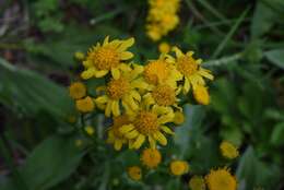 Image of Streambank Groundsel