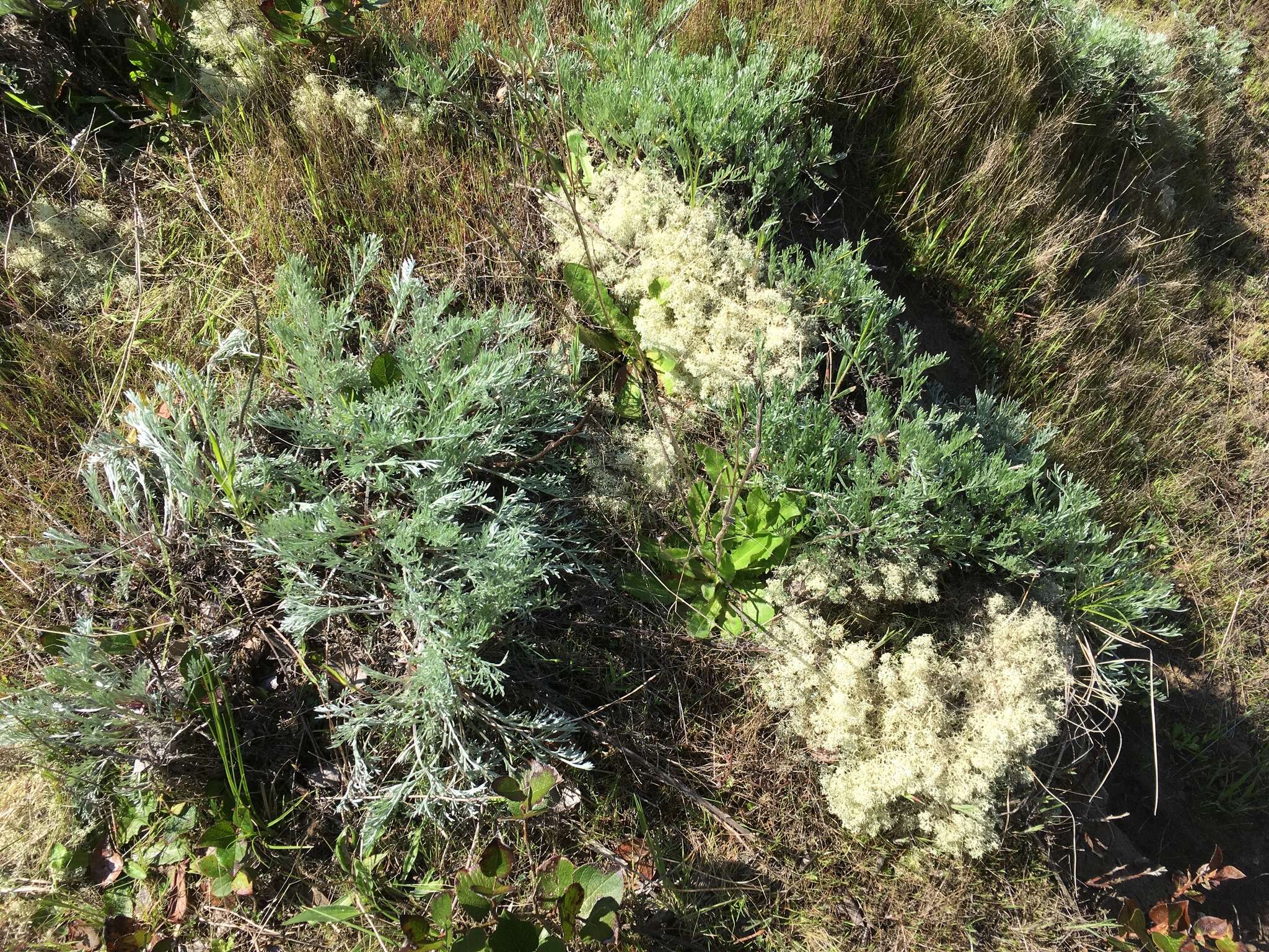 Image of Pacific wormwood