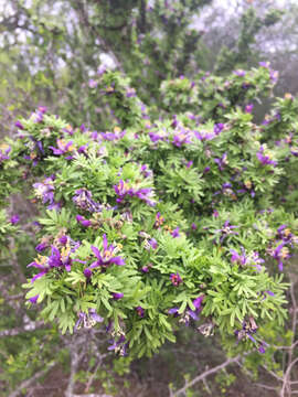 Image of Texas lignum-vitae