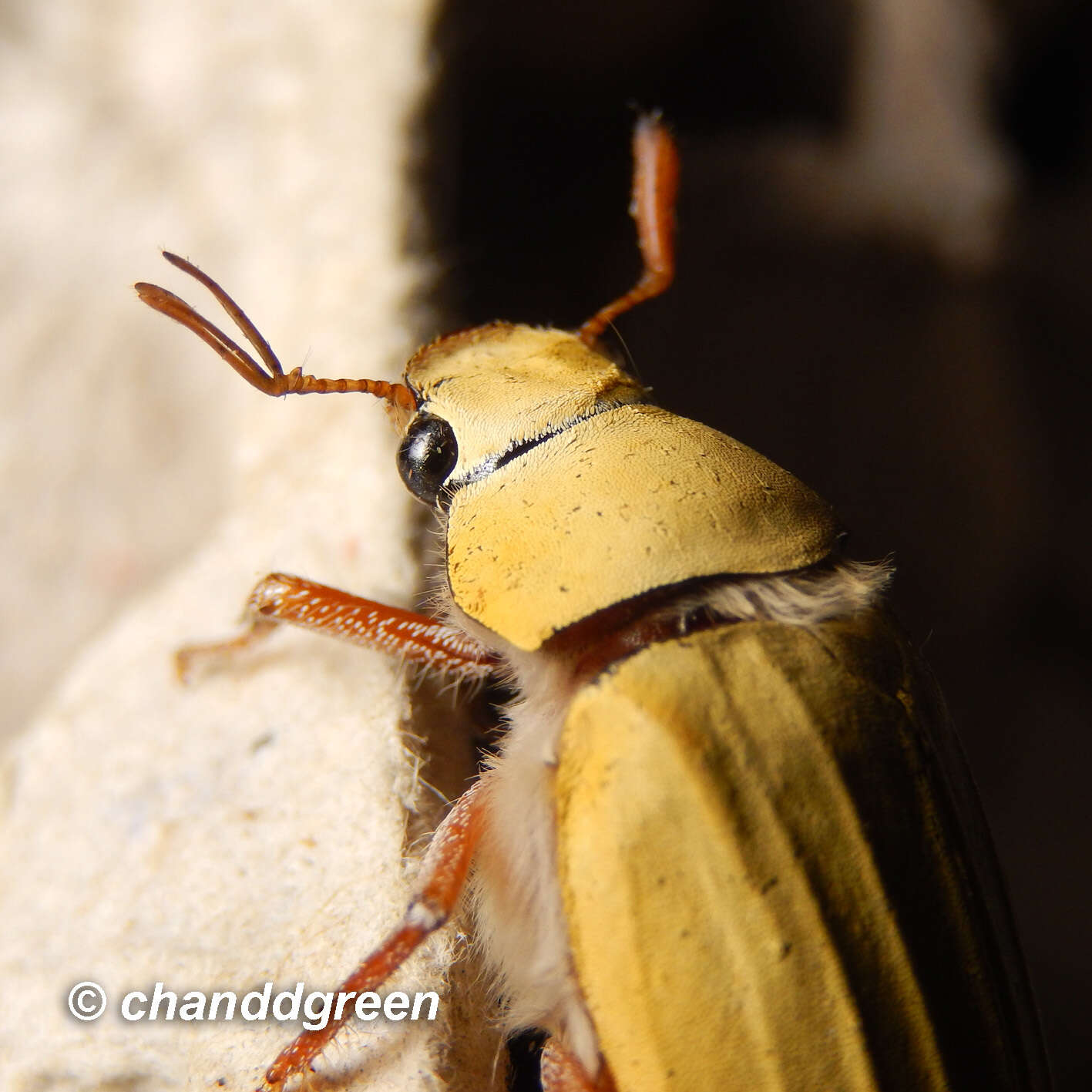 Imagem de Cyphochilus apicalis Waterhouse 1867