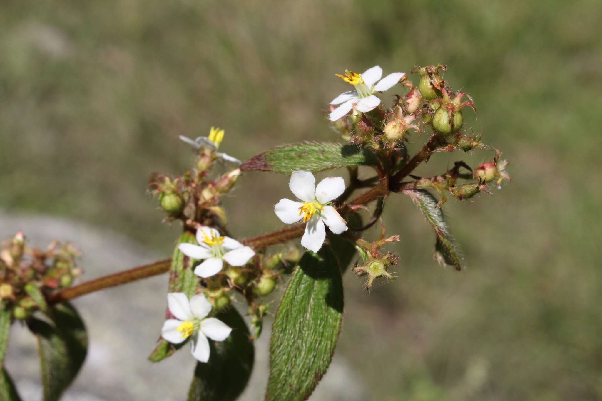 Pleroma longifolium (Vahl) Triana的圖片