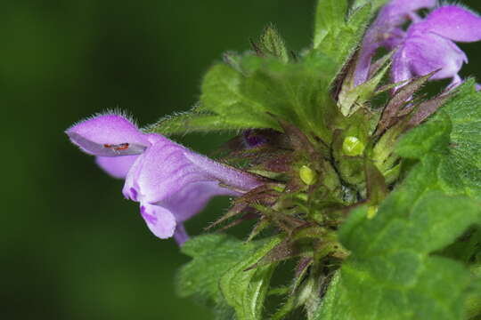 صورة Lamium purpureum var. hybridum (Vill.) Vill.