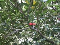 Image de Ochrosia elliptica Labill.