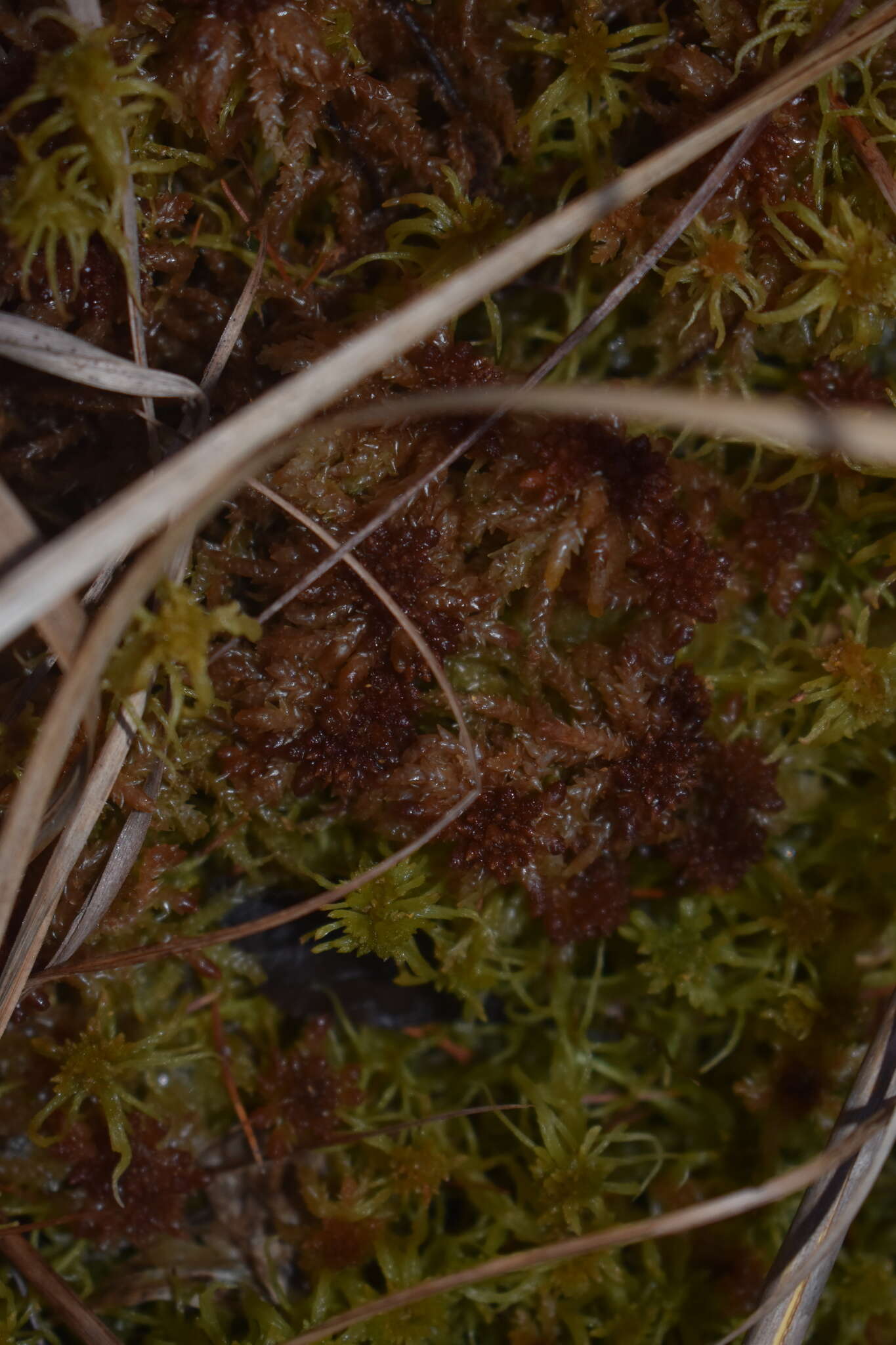 Imagem de Sphagnum magellanicum Bridel 1798