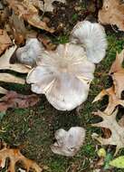 Image of Tricholoma pullum Ovrebo 1989