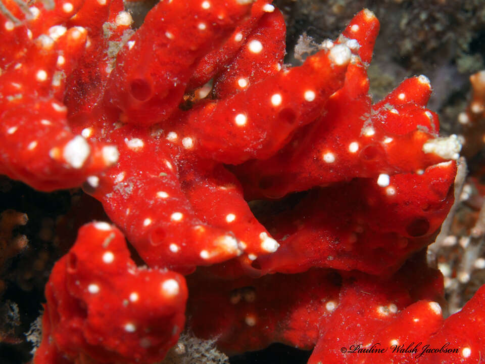 Image of Snowflake coral