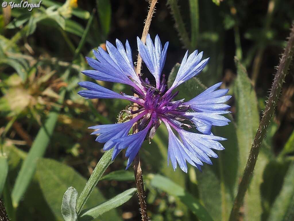 Image of Centaurea cyanoides Berggren & Wahlenb.