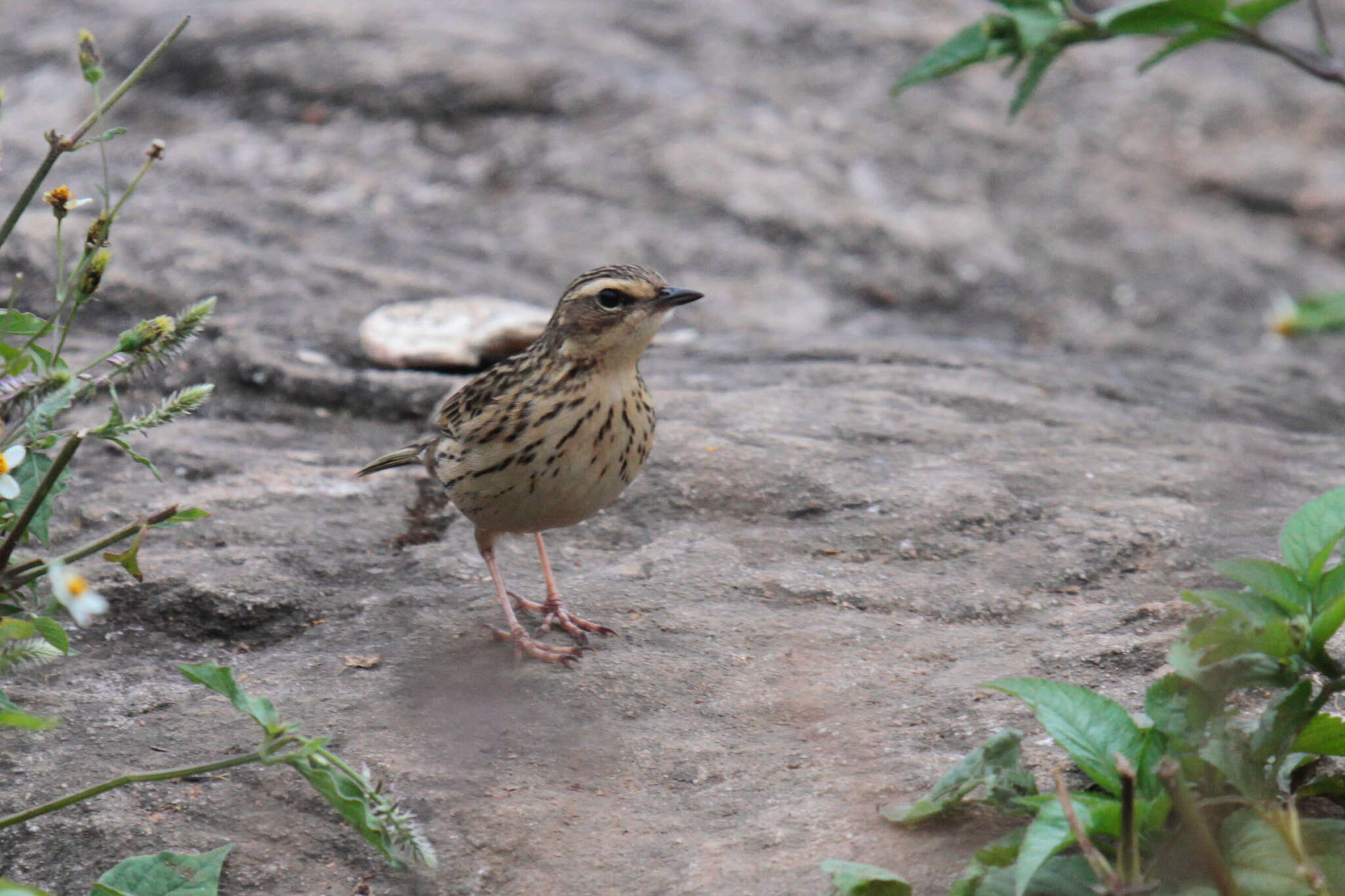 Image of Nilgiri Pipit