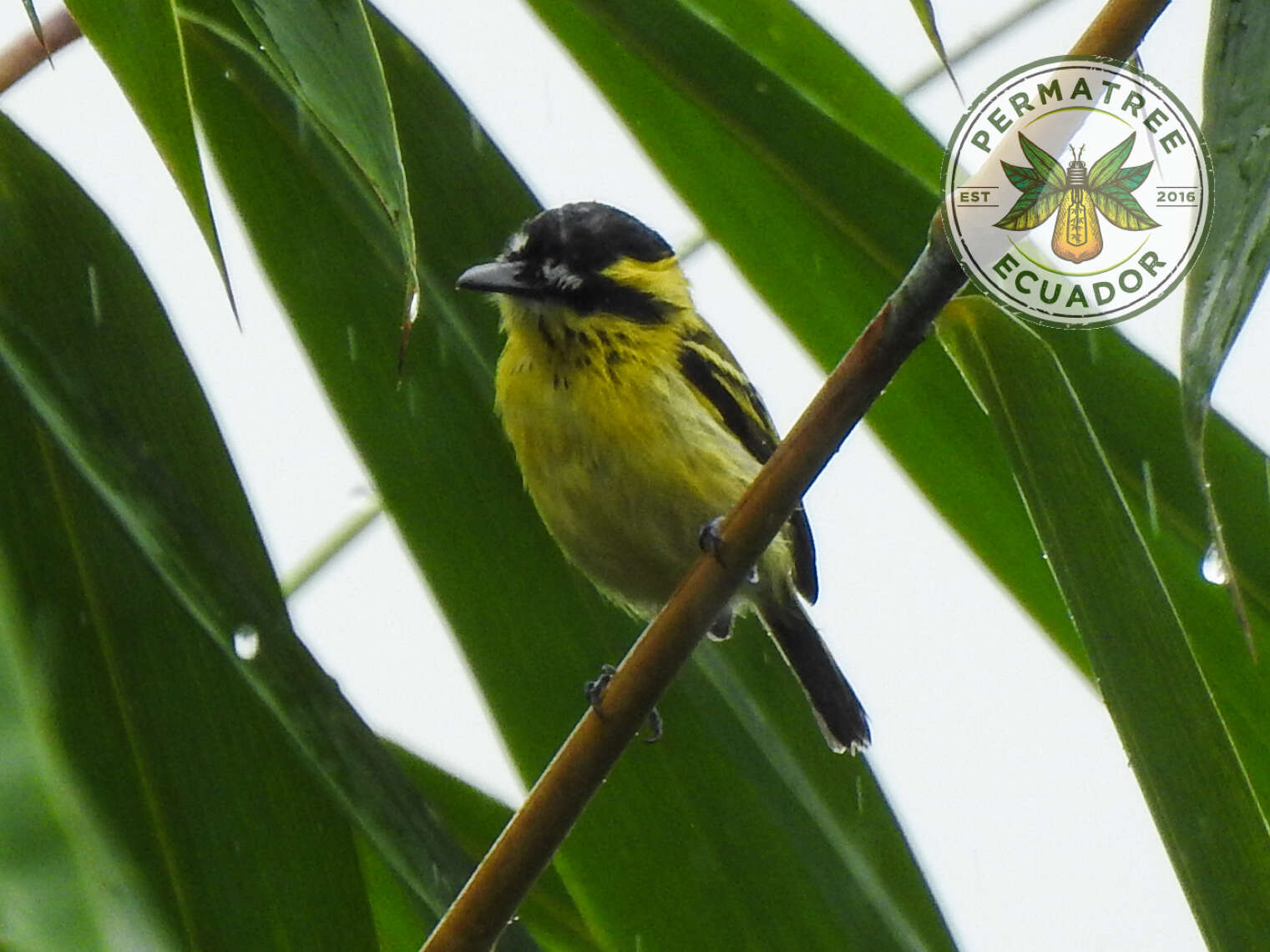 Image of Yellow-browed Tody-Flycatcher