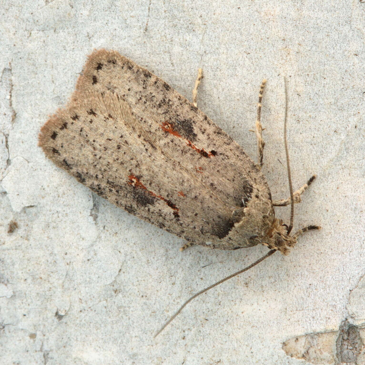 Imagem de Agonopterix ocellana Fabricius 1775