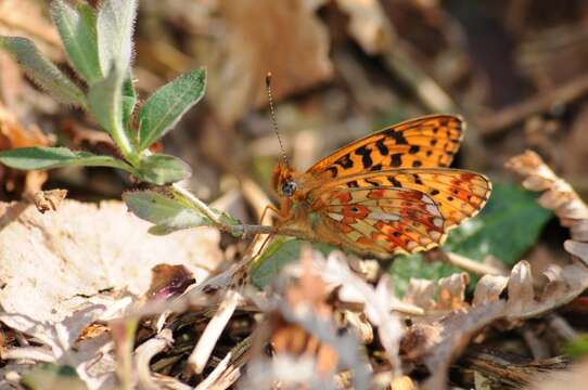 Image of <i>Boloria euphrosyne</i>