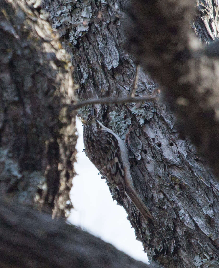 Image of treecreepers