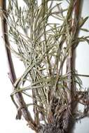 Image of Artemisia campestris subsp. canadensis (Michx.) Scoggan