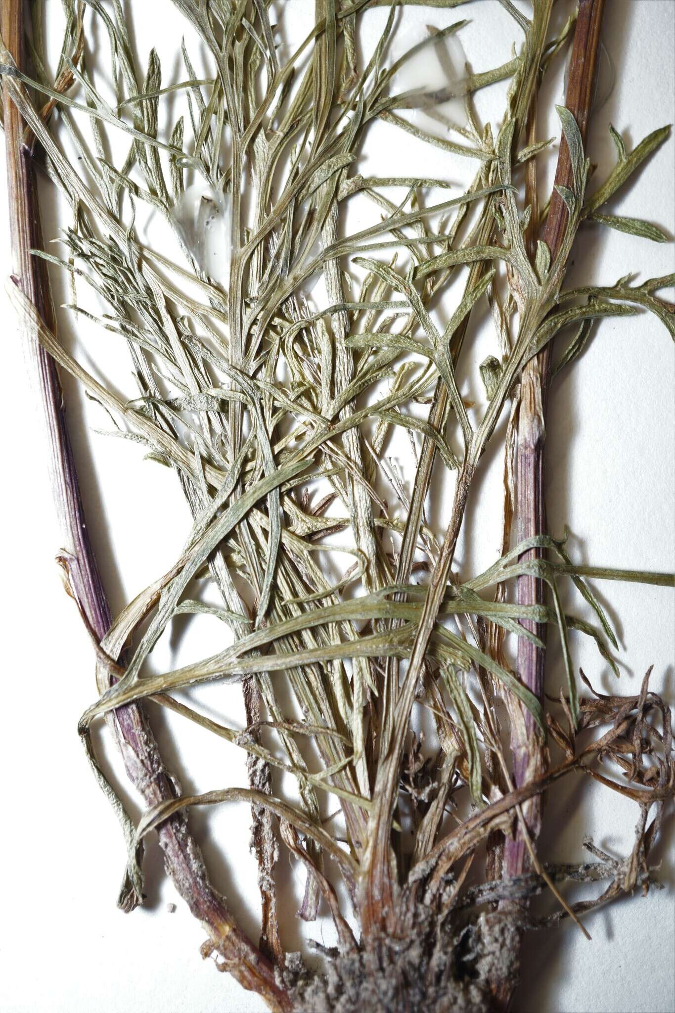 Image of Artemisia campestris subsp. canadensis (Michx.) Scoggan