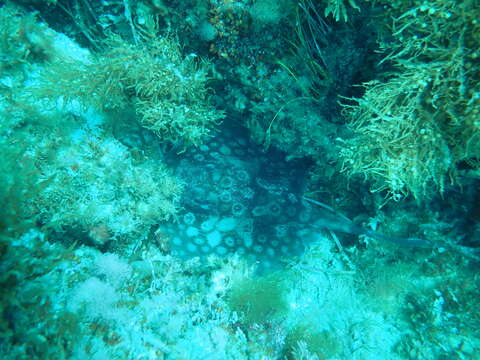 Image of Banded sting-ray