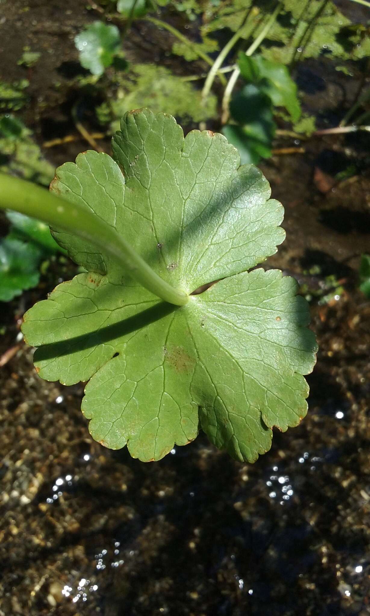 Image of floating marshpennywort