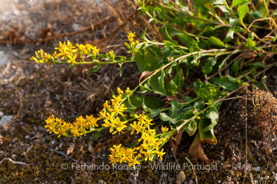 Image of Senecio legionensis Lange