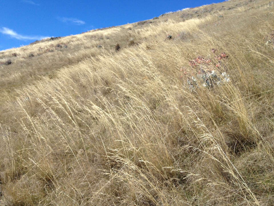 Image of Austrostipa bigeniculata (Hughes) S. W. L. Jacobs & J. Everett