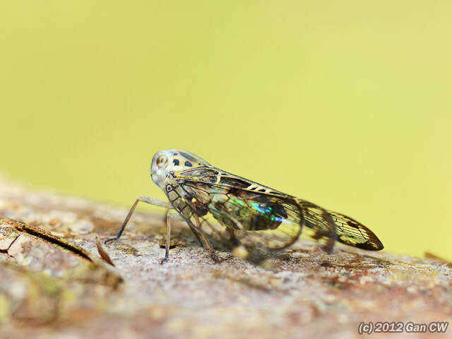 Image of Varcia pyramidalis Melichar 1898