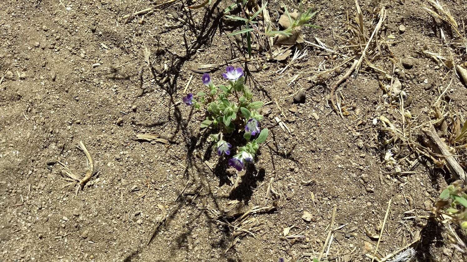 Phacelia davidsonii A. Gray resmi