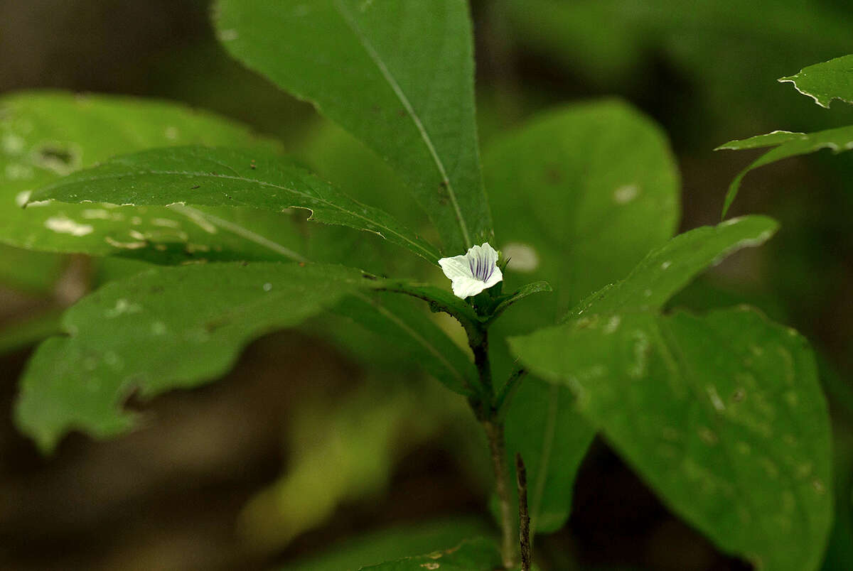 Image of Neuracanthus africanus T. Anders. ex S. Moore