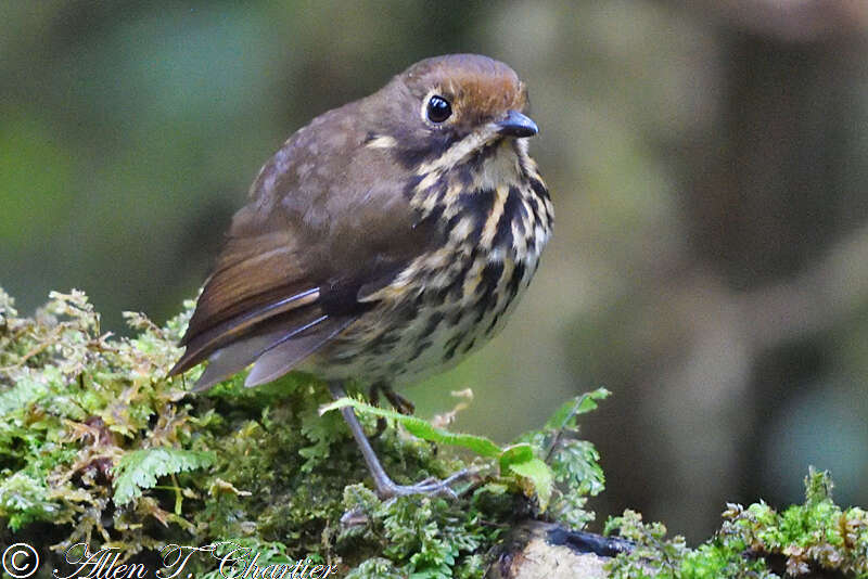 Image of Ochre-fronted Antpitta