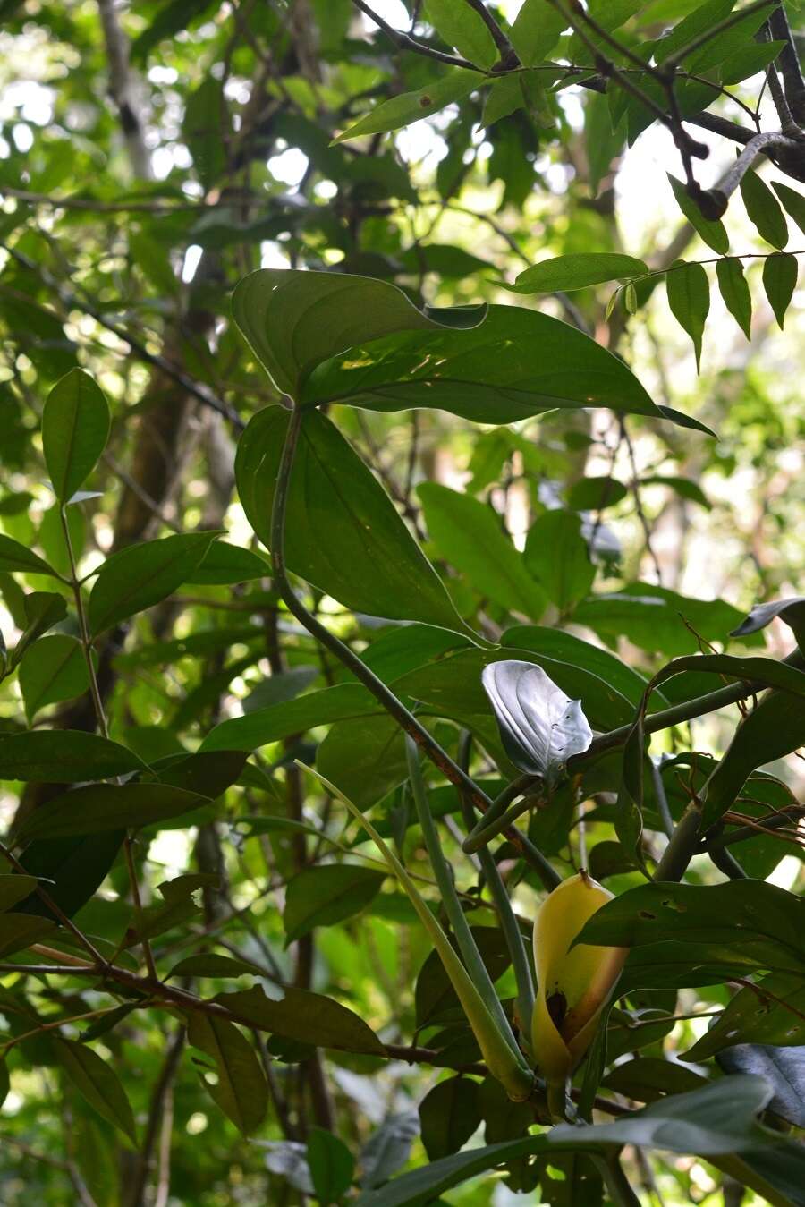 Image of Philodendron mexicanum Engl.