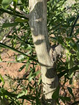 صورة Anthocercis ilicifolia Hook.