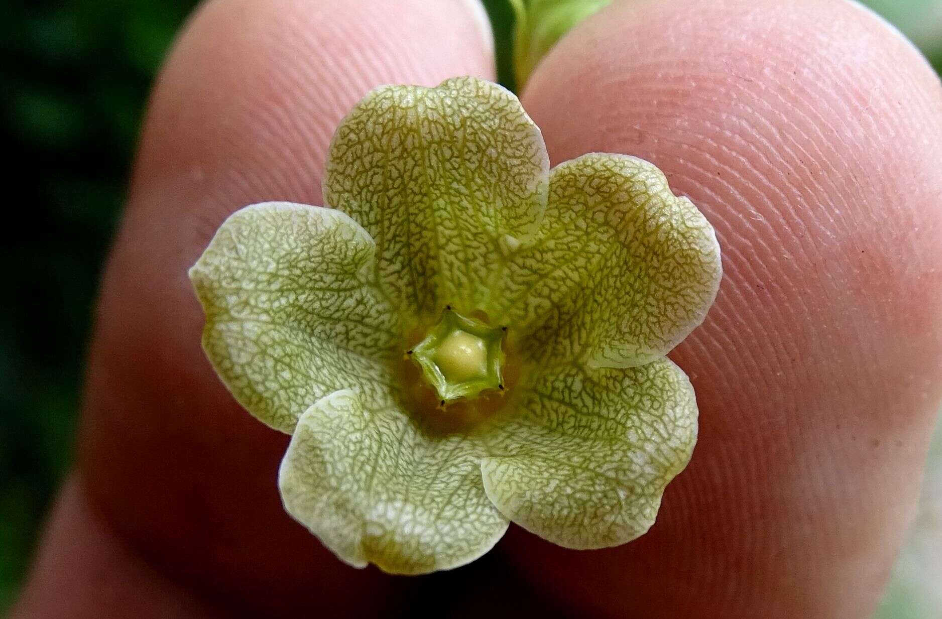 Image of Matelea crassifolia (Standl.) R. E. Woodson